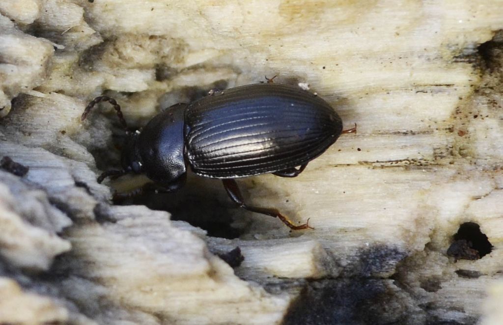 Nalassus sp. Tenebrionidae